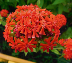 лихнис красный