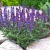 шалфей дубравный / salvia nemorosa new dimension blue