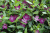 барвинок малый atropurpurea