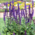 Шалфей дубравный / Salvia nemorosa Salvatore Blue шалфей дубравный / salvia nemorosa salvatore blue